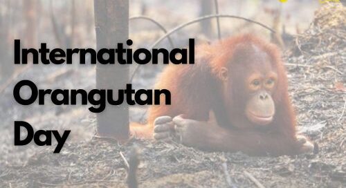 International Orangutan Day | Celebrating International Orangutan Day | The Green Way Solar