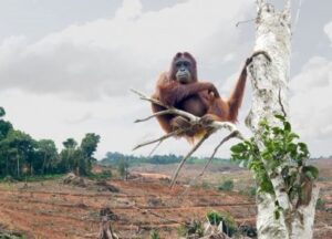 Celebrating International Orangutan Day | The Green Way Solar Celebrating International Orangutan Day | The Green Way Solar