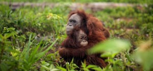 Celebrating International Orangutan Day | The Green Way Solar Celebrating International Orangutan Day | The Green Way Solar